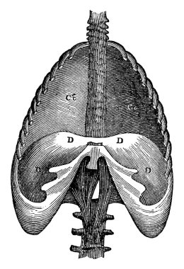 İnsan vücudunun diyaframının yapısında göğüs boşluğu, klasik çizgi çizimi ya da kabartma çizimi vardır..