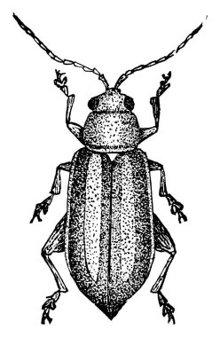 Soluk benizli pire böceği (