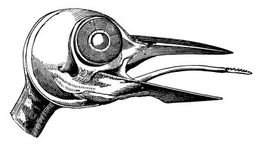 Ağaçkakan 'ın kafatası, klasik çizim ya da gravür çizimi.