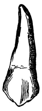 Uzun ve sivri uçlu bir dişin tipik bir tasviri, klasik çizgi çizimi ya da gravür çizimi..