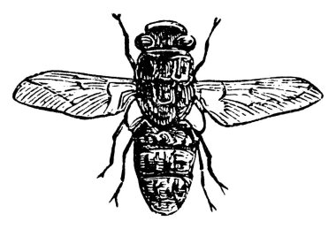 Yetişkin Koyun Bot Sineği, Oestridae familyasından bir sinek ve Avustralya koyun endüstrisinin en büyük baş belası olarak bilinir..