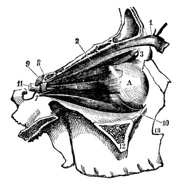 Göz kaslarının tipik bir temsili olarak, tapınağın dış kemikleri, etiketli parçalar, vintage çizimler veya kabartma çizimleri ile, görünür kas düzenleri oluşturmak için çıkartılmalıdır..