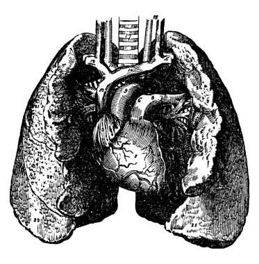 Ciğerlerin işlevi, solunum, vintage çizgi çizimi veya kabartma çizimi adı verilen gaz değişim sürecidir..
