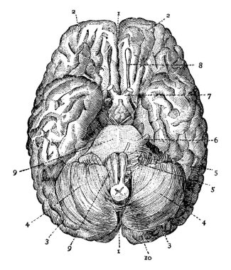 Aşağıdan bakan insan beyni, 1: Büyük çatlak; 2: Beynin ön lobları; 3: Beynin arka lobları; 4: Beyincik lobları; 5: Kafatası sinirleri; 6: İşitme sinirleri; ve diğer, vintage çizgi çizimi veya çizim çizimi