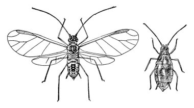 Zıplayan bitler sonbaharda, kışın ve ilkbaharın sonlarında erik ağacında yaşarlar. Ta ki hop sarmaşıkları oluşana kadar. Klasik çizimler ya da gravür çizimleri..