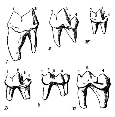 Etobur etobur alt kesimdeki dişlerin modifikasyonları, celis, cunis, herpestes, lutra, meles, ursus, ön bıçak lobu, arka bıçak lobu, iç tüberküloz ve topuk, temsil edilen, vintage çizgi çizimi ya da oyma illus gibi parçalarla