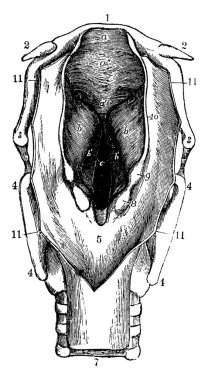 Gırtlak, yetişkinler, klasik çizimler veya kabartma çizimleri olmak üzere yaklaşık 5 inç uzunluğunda bir tüp..