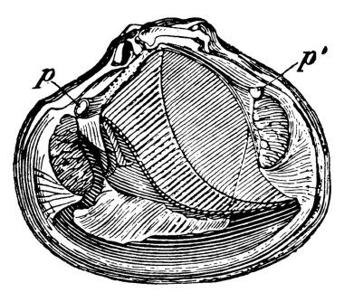 Bunlar Kuzey Amerika 'nın Atlantik kıyıları boyunca bulunan bentik bivalf yumuşakçalarıdır; Astartidae familyasından bir tür. Burada gösterilen 'p, p', ön ve arka pedal kası, klasik çizgi çizimi veya kabartma çizimi.