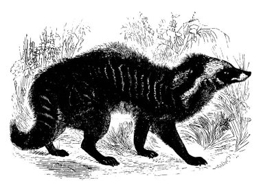 Bu bir rakun resmi, resimde iki rakun gösteriliyor, çimenler gösteriliyor, biraz su var, klasik çizim ya da oyma, klasik resim.