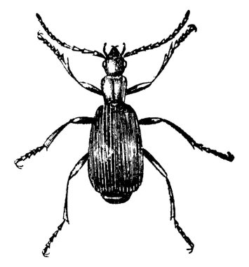 Bombardıman böcekleri, taşların altında bir araya gelirler, rahatsız edildiklerinde son derece etkili bir kokunun yakıcı sıvısını boşaltırlar. Dilin üzerine yerleştirildiğinde keskin bir acıya neden olur ve geriye nitrik asit gibi sarı bir nokta bırakır. 