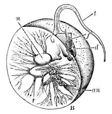 Bölümdeki bir illüstrasyon, deniz dinoflagellatesi, klasik çizim ya da gravür resimlerinin özel bir sırasıdır..