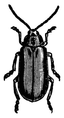 Elm yaprağı böceğinin iki arka bacağı ve iki ön ayağı olan yetişkin bedeni, klasik çizgi çizimi ya da kabartma çizimi.