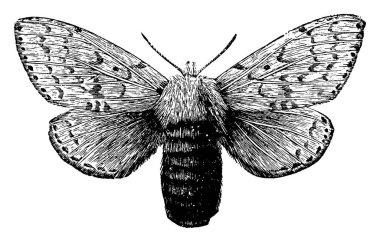 İnce antenli parlak renkli sinek gündüz sineği, klasik çizim ya da kabartma çizim.