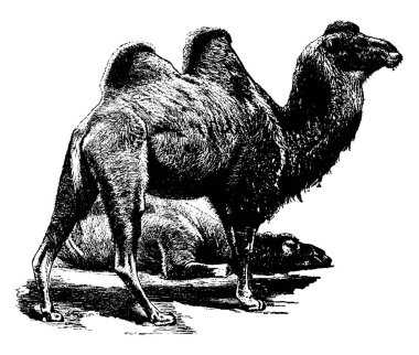 Sırtında iki kamburu olan Bactrian Deve, kuzey doğu Asya 'nın bozkırlarına özgü büyük, düz parmaklı, klasik çizim ya da kabartma resimdir..