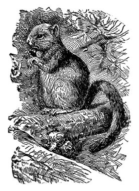 Avrupalı küçük bir memeli, Gliridae Dormouse familyasından bir kemirgen ve Avrupa 'da bulundu. Fındık faresi adı, kışın en şiddetli kısmını geçirdiği torpid durumuna gönderme yapar, dolayısıyla Sleeper, vintage line çizimi veya gravür çizimi olarak adlandırılır.