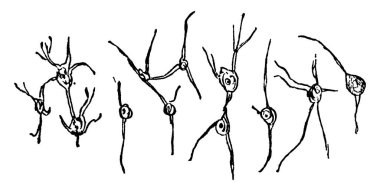 Sinir hücresi formları, nöron olarak da adlandırılır, sinir sisteminin temel birimleri; elektriksel impulslar, klasik çizgi çizimleri veya oyma çizimleri taşır..