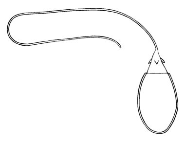 Hydra, Çnidarian familyasından çok hücreli bir organizma. HİDRA 'nın İğne Hücrelerini gösteren figür, klasik çizim veya gravür çizimi.