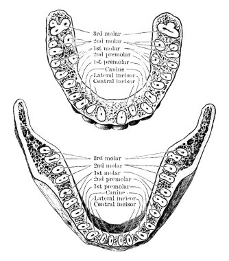 Üst ve alt çene boyunca yatay bölüm, dişlerin köklerini gösterir, vintage çizgi çizim veya oyma illüstrasyon.