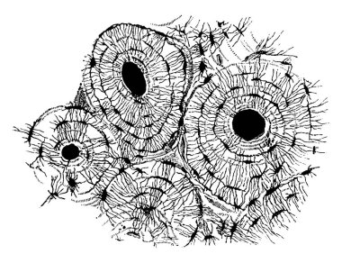 Küçük bir kemik parçası, çok ince ve çok büyütülmüş, eski bir çizim ya da gravür..