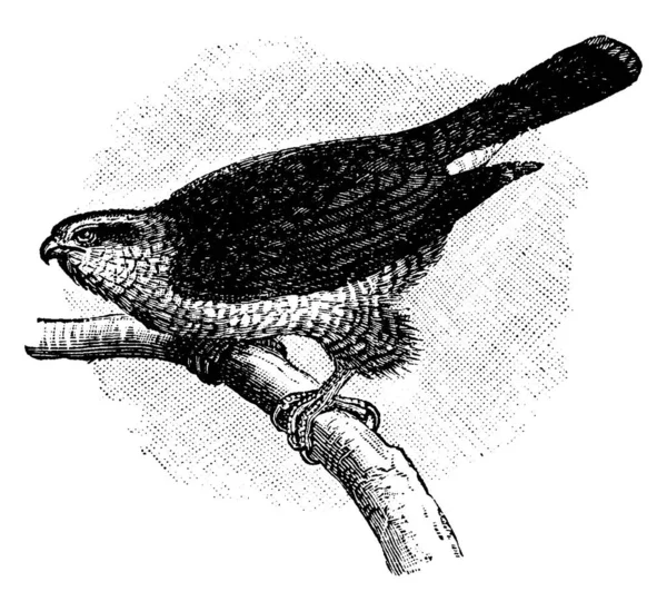 Amerikan Şahini Accipitridae Familyasından Orta Büyüklükte Bir Yırtıcı Kuş Kısa — Stok Vektör