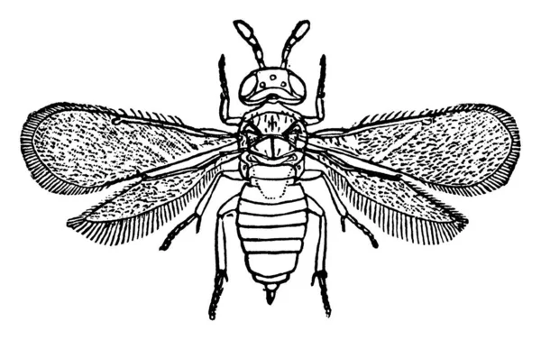 Aphelinus Mytilaspidis 一种寄生于鳞片昆虫上的寄生虫 有一个 从胸部伸展到腹部上部 有斑纹的翅膀 上面覆盖着毛发 老式线条画或雕刻插图 — 图库矢量图片