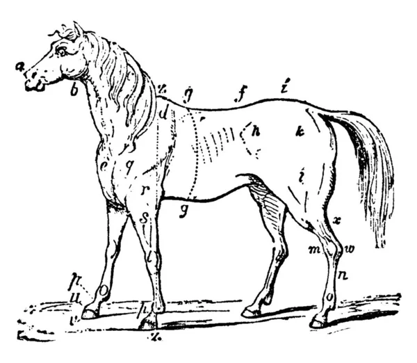 马纹画一种马的 老式的线条画或雕刻插图 — 图库矢量图片