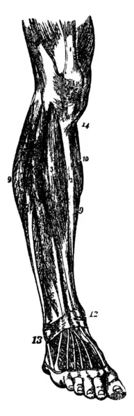 下脚の筋肉は 彼らがつま先と足の動き ヴィンテージライン図面や彫刻イラストを担当していることが示されています — ストックベクタ