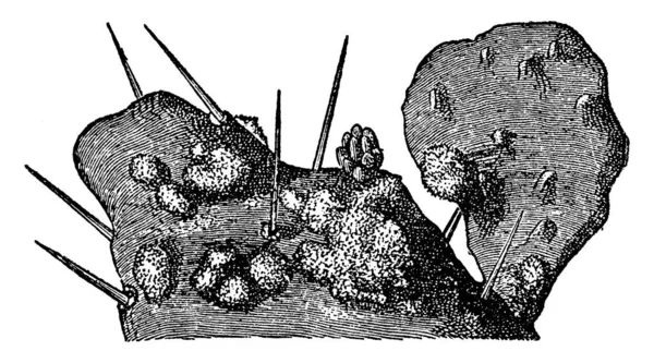 Illustration Cochineal Lever Kaktus Och Livnär Sig Fukt Och Näringsämnen — Stock vektor