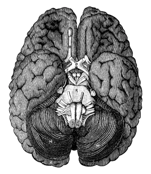 大脑的基部 有部分A 小脑前叶 部分B 嗅觉神经 部分C 部分D 视神经裂隙 部分E 视神经裂隙 — 图库矢量图片