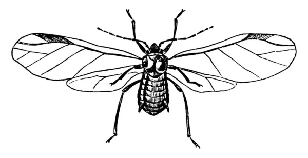 Aphids Små Sav Sugande Insekter Och Medlemmar Superfamiljen Aphidoidea Vintage — Stock vektor