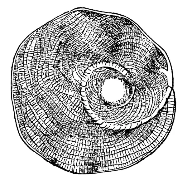 Illustrazione Eterostegina Una Preistorica Foraminifera Disegno Linee Vintage Illustrazione Incisione — Vettoriale Stock