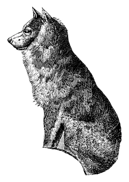 エスキモー犬は 寿命が13 15年 ヴィンテージライン図面や彫刻イラストを持つコンパニオン犬の品種です — ストックベクタ