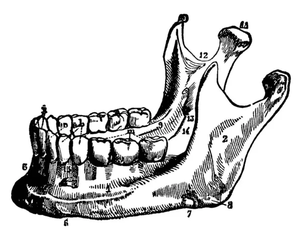Mandible Jawbone 사람의 얼굴에서 강하고 뼈이며 골에서 움직일 수있는 뼈이며 — 스톡 벡터