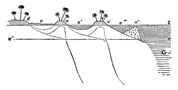 Section Schématique Côte Floride Dessin Ligne Vintage Illustration Gravure — Image vectorielle