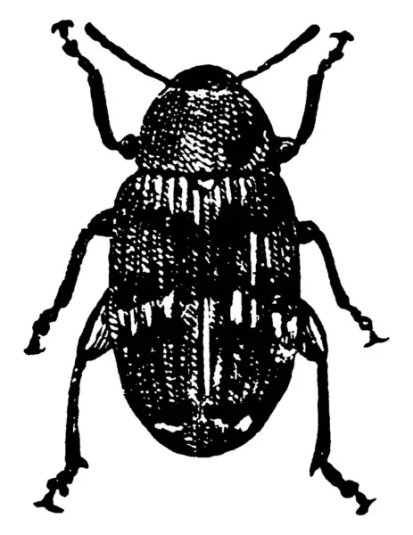 Los Gorgojos Guisantes Escarabajos Semilla Cae Bajo Familia Chrysomelidae Son — Archivo Imágenes Vectoriales