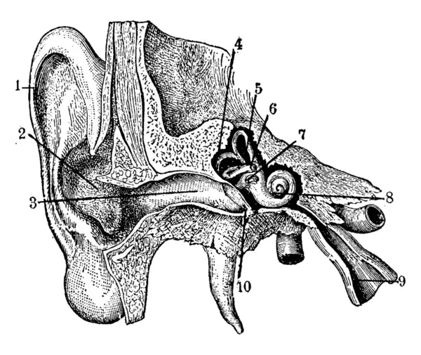 Schema Che Mostra Anatomia Dell Orecchio Esterno Interno Disegno Linee — Vettoriale Stock