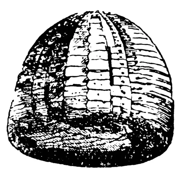 Ananchytes Ovatus Lam 대표적 표현이다 유럽의 Chalk Dome 모양과 오각형 — 스톡 벡터