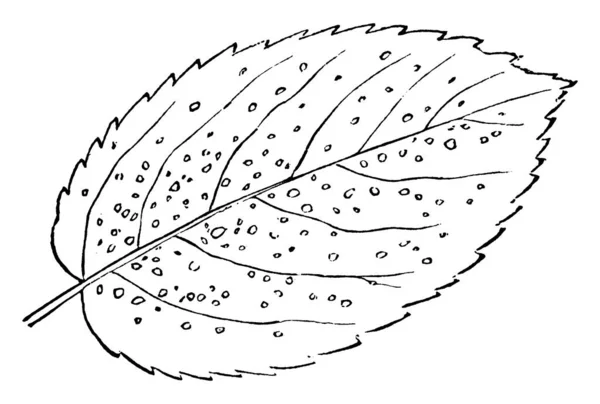 Cysten Bevestigd Bladeren Vintage Lijntekening Gravure Illustratie — Stockvector