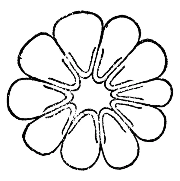 루스의 횡단면의 전형적 표현이다 여기에 보이는 세포에는 레이더 Rhabdomere 있으며 — 스톡 벡터