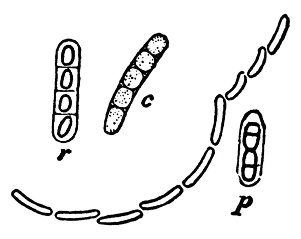 물레방아의 연속적 성장과 분할을 나타내는 전형적 묘사는 막대기 빈티지 선그리기 — 스톡 벡터