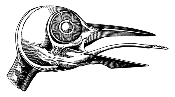 ウッドペッカーの頭蓋骨 ヴィンテージの線画や彫刻のイラスト — ストックベクタ