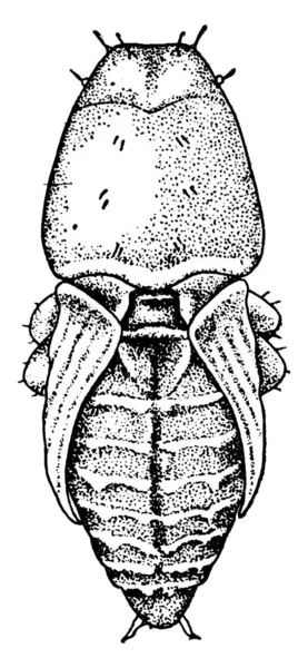 一般来说 这些甲虫是松树大战中的蛹 它们的身体和扁平的脑袋上都有斑斑的标记 这使得松树的木料昂贵 古老的线条画或雕刻插图 — 图库矢量图片