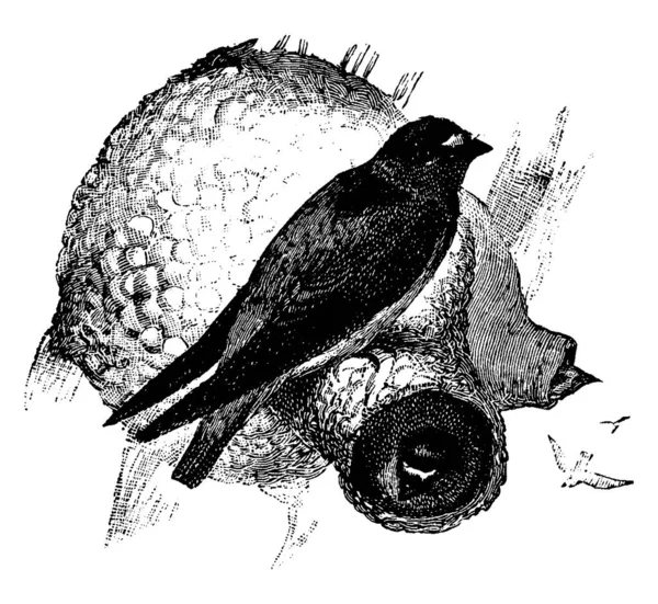 Hirundinidae Familyasından Göçmen Bir Kuş Kırlangıç Martinden Klasik Çizim Gravür — Stok Vektör