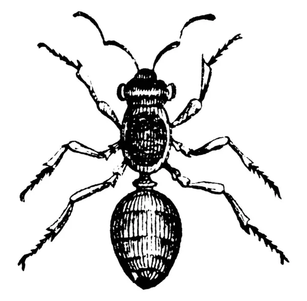 アリは 家族の昆虫からです式科 ヴィンテージライン図面や彫刻イラスト — ストックベクタ