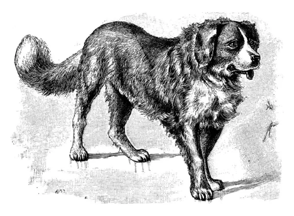 Άγιος Βερνάρδος Ένα Είδος Σκύλου Βάρος 120Kg Vintage Γραμμή Σχέδιο — Διανυσματικό Αρχείο