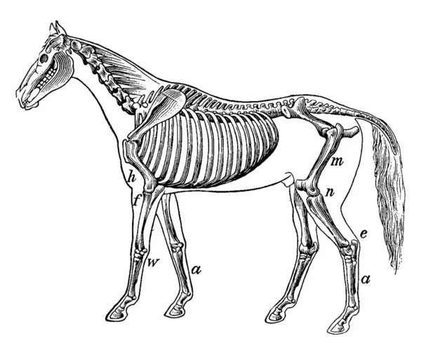 Een Skelet Van Het Paard Vintage Lijntekening Gravure Illustratie — Stockvector