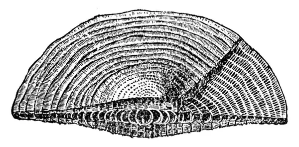 Foraminifera Grand Groupe Protistes Amiboïdes Aux Pseudopodes Réticulés Fines Brins — Image vectorielle