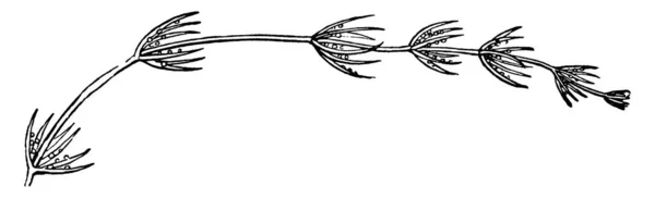 Изображение Показывающее Ветвь Хара Рисунок Винтажной Линии Гравировку — стоковый вектор
