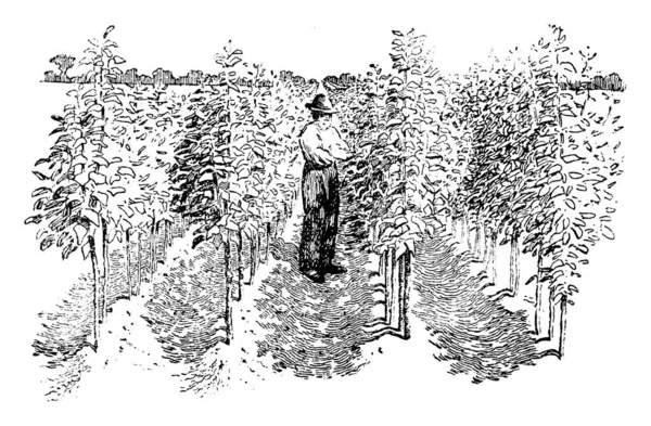 图片显示的是一个男人站在苹果树苗圃里 有多排的树 有复古线条或雕刻插图 — 图库矢量图片