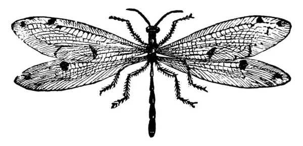 Myrmeleo Dorosła Mucha Rodziny Myrmeleonidae Znana Gwałtownie Drapieżnych Nawyków Ich — Wektor stockowy